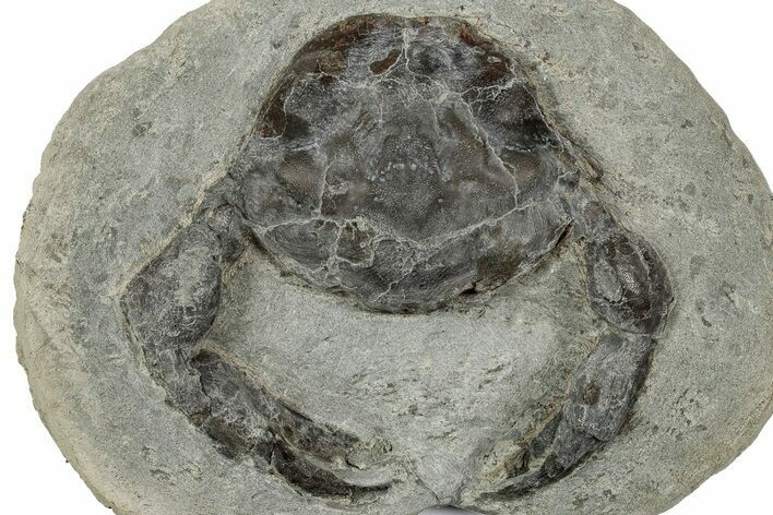Eocene Fossil Crab (Pulalius) - Washington State #345516